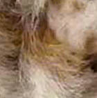 Baby Alpaca Fur - Giraffe Ornament 15" / Various