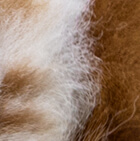 Baby Alpaca Fur-Standing Alpaca 5 inches / Various